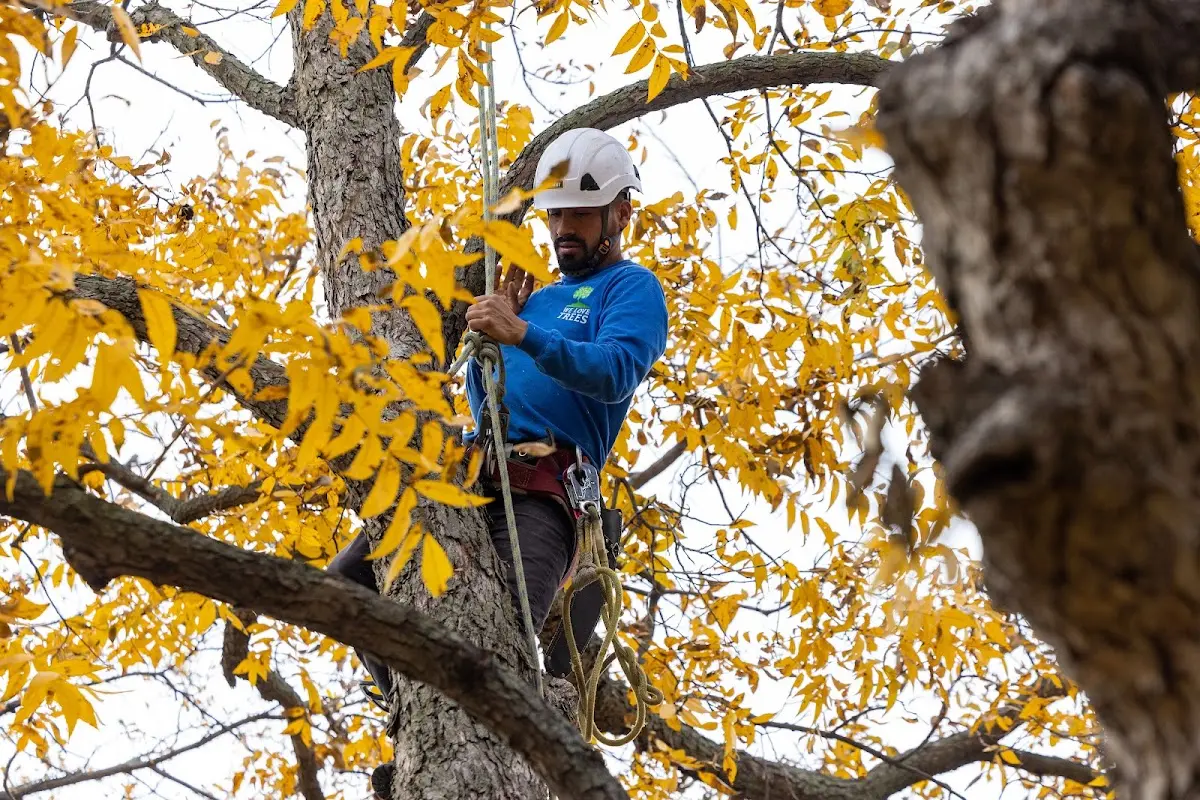 Skilled Tree Transplanting crew working in Scalf