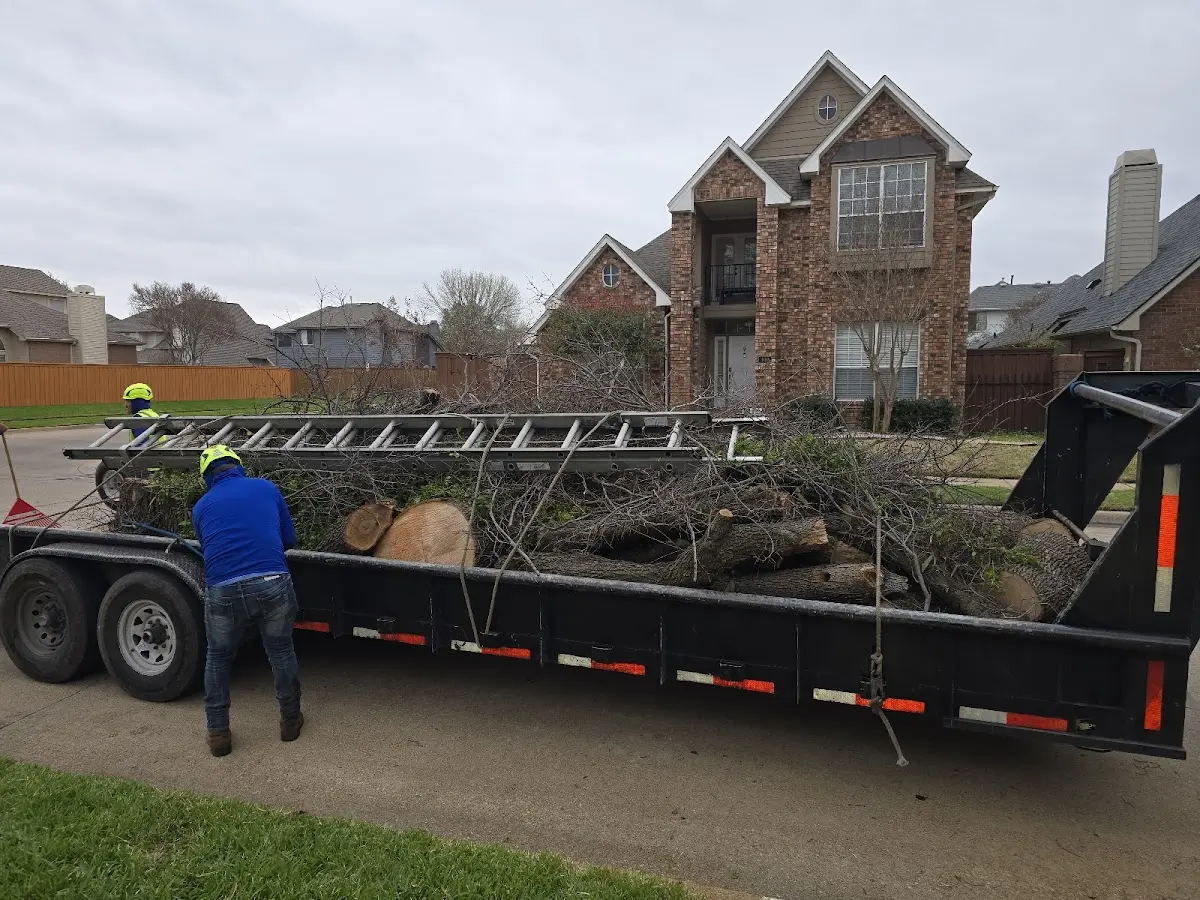 Expert Tree Removal with proper safety equipment in Scalf